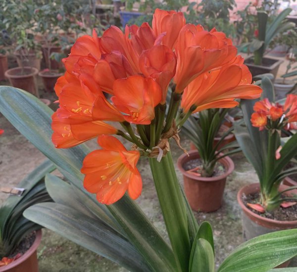 君子兰能浇啤酒吗