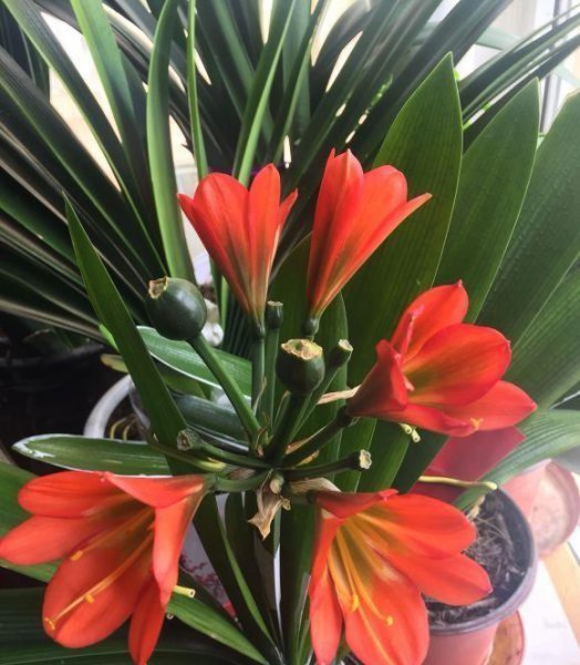 君子兰能浇啤酒吗