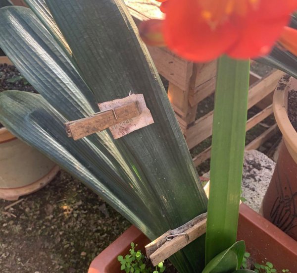 君子兰能浇啤酒吗