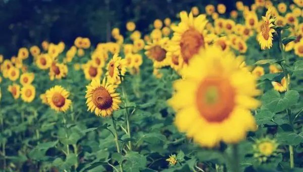 爱人者人恒爱之什么意思