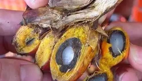 白菩提和白玉菩提是一样的吗