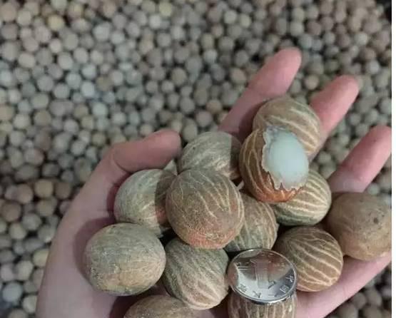 白菩提和白玉菩提是一样的吗