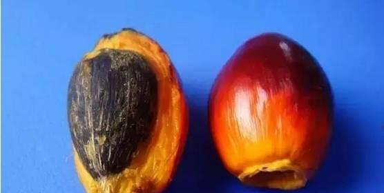 白菩提和白玉菩提是一样的吗