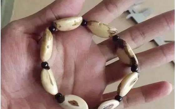 白菩提和白玉菩提是一样的吗