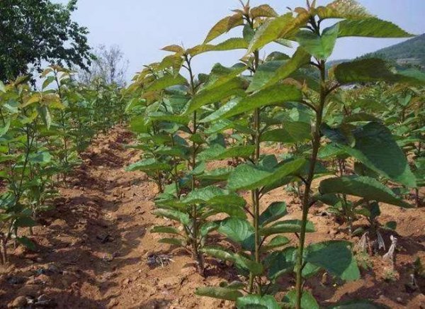 车厘子的核可以种出来吗