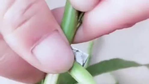 车厘子的核可以种出来吗