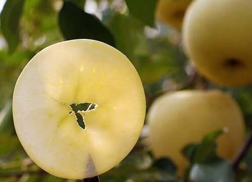 苹果种子怎么种植方法