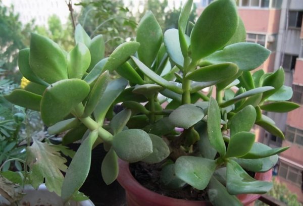 玉树冻了发软还有救吗