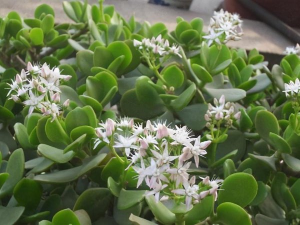 玉树冻了发软还有救吗