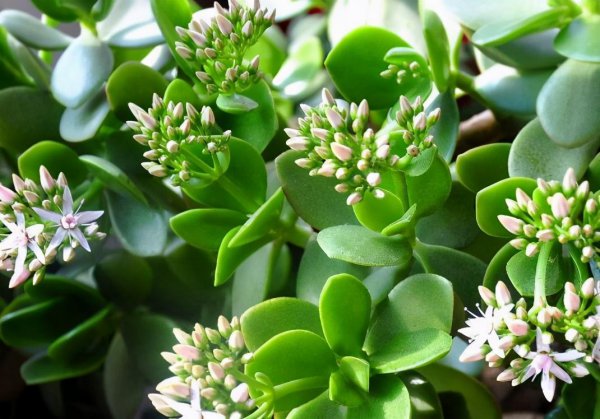 玉树冻了发软还有救吗