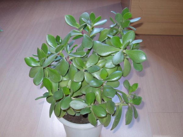 玉树冻了发软还有救吗