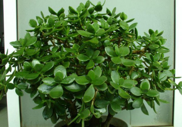 玉树冻了发软还有救吗