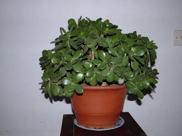 玉树冻了发软还有救吗