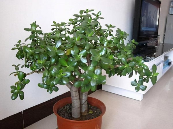 玉树冻了发软还有救吗