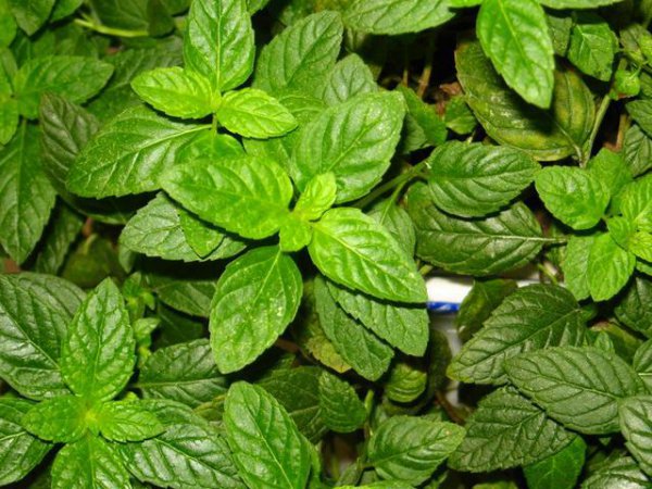 薄荷品种有哪些