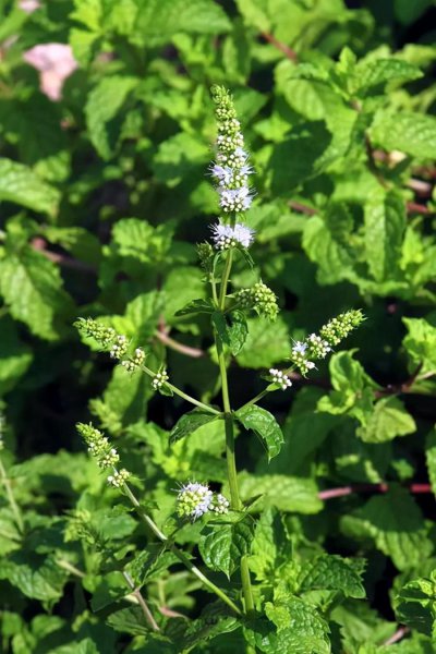 薄荷品种有哪些