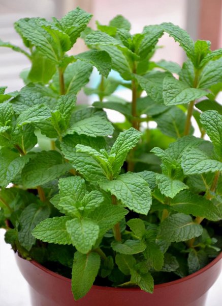 薄荷品种有哪些