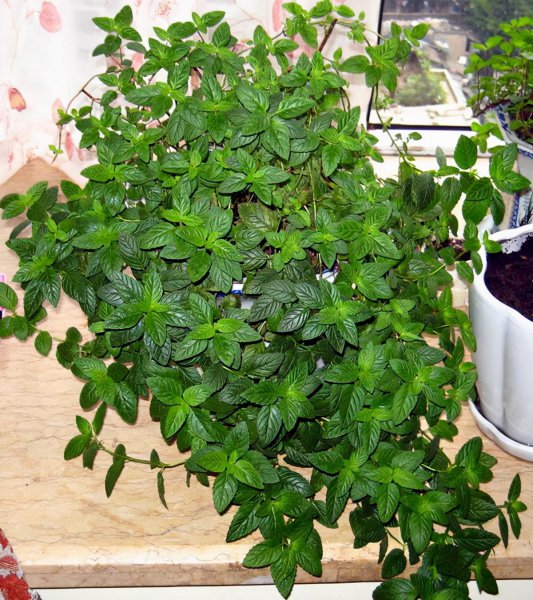 薄荷品种有哪些