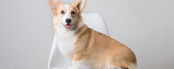 怎么养柯基幼崽