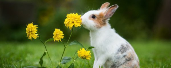 冬季养兔子注意什么东西