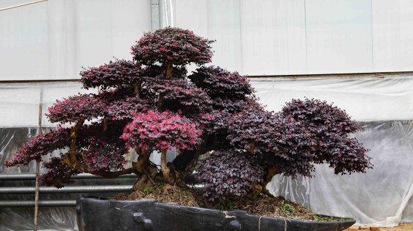 送领导礼物前十件排名