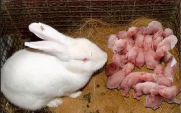 兔子一般几个月可以繁殖