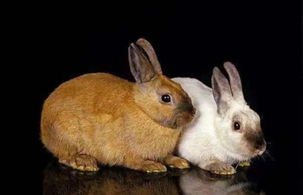 兔子一般几个月可以繁殖