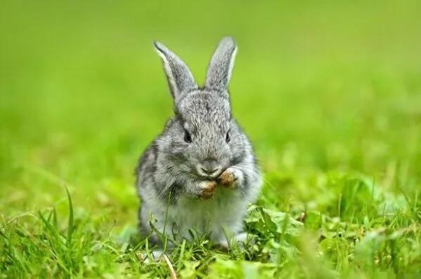 兔子一般几个月可以繁殖