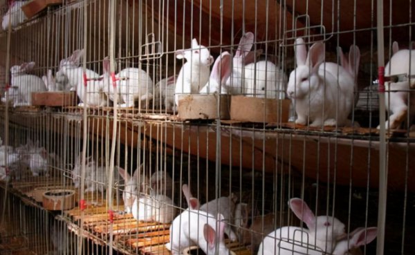 兔子一般几个月可以繁殖