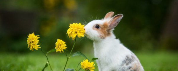 元宵节是什么动物