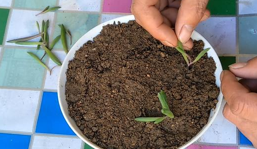 紫玄月的扦插方法图片