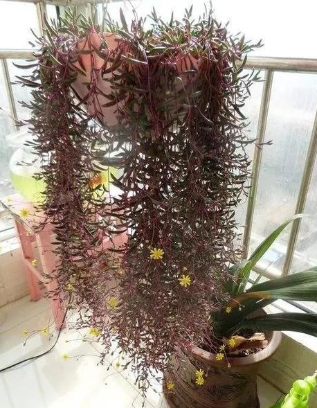 紫玄月的扦插方法图片