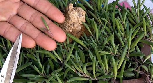 紫玄月的扦插方法图片