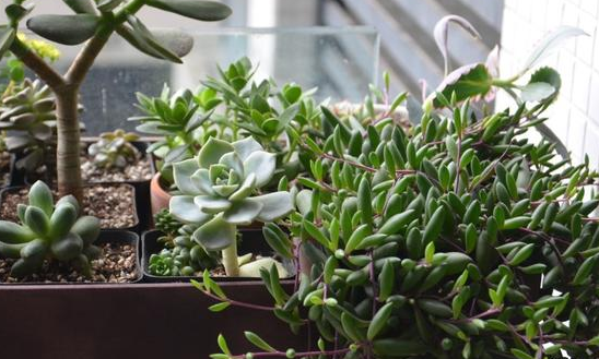 紫玄月的扦插方法图片