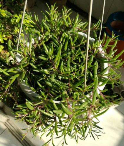 紫玄月的扦插方法图片