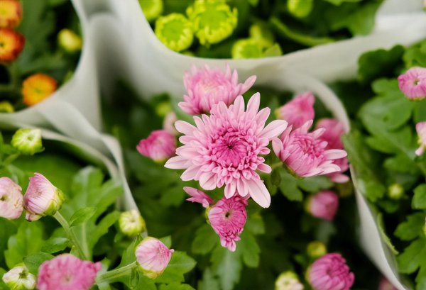 菊花什么时候种植最好