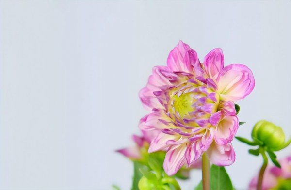 菊花什么时候种植最好