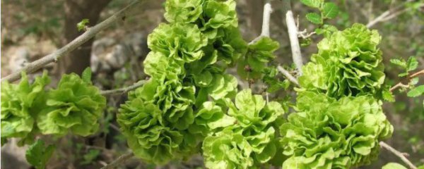 吃榆树钱有什么好处