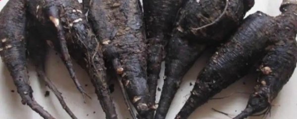 哪些人不宜吃入地老鼠