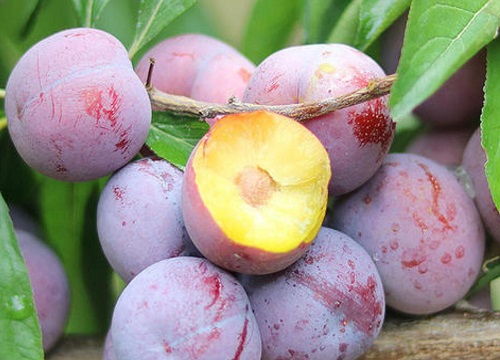 最甜的李子品种排名