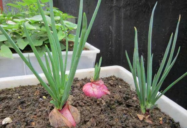 洋葱发芽长出来像葱一样的可以吃吗