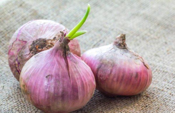 洋葱发芽长出来像葱一样的可以吃吗