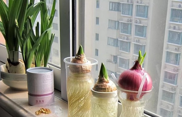 洋葱发芽长出来像葱一样的可以吃吗