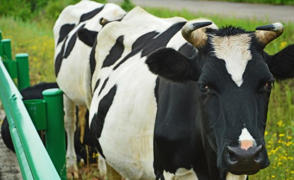 牛真正的胃叫什么名字