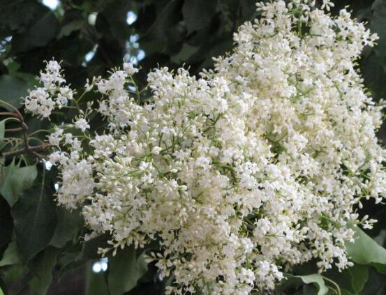 六月雪花语和寓意