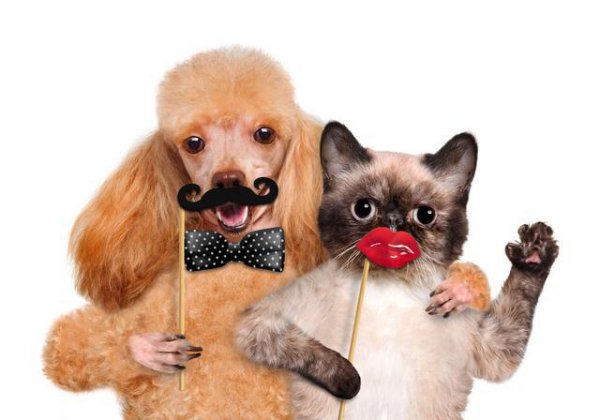 十二生肖的人最贪恋什么东西