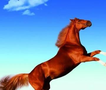 十二生肖的人最贪恋什么东西