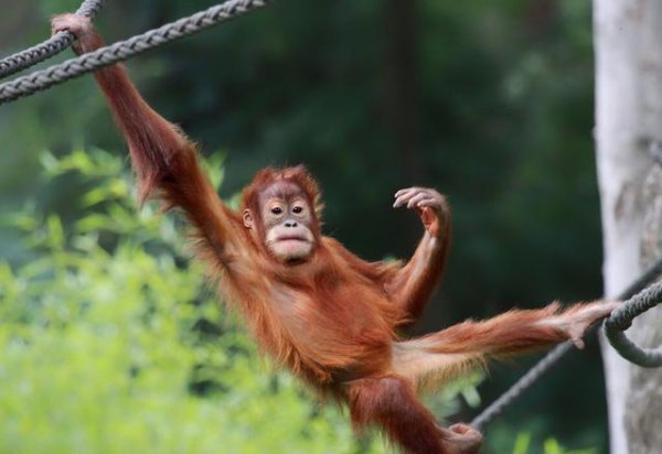 十二生肖的人最贪恋什么东西