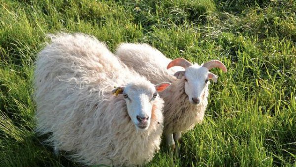 十二生肖的人最贪恋什么东西