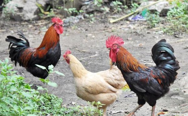 十二生肖的人最贪恋什么东西